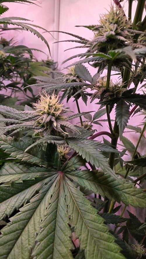 Purple Lemonade. Week 9