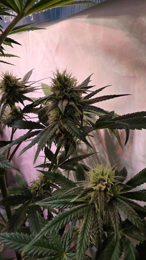 Purple Lemonade. Week 9