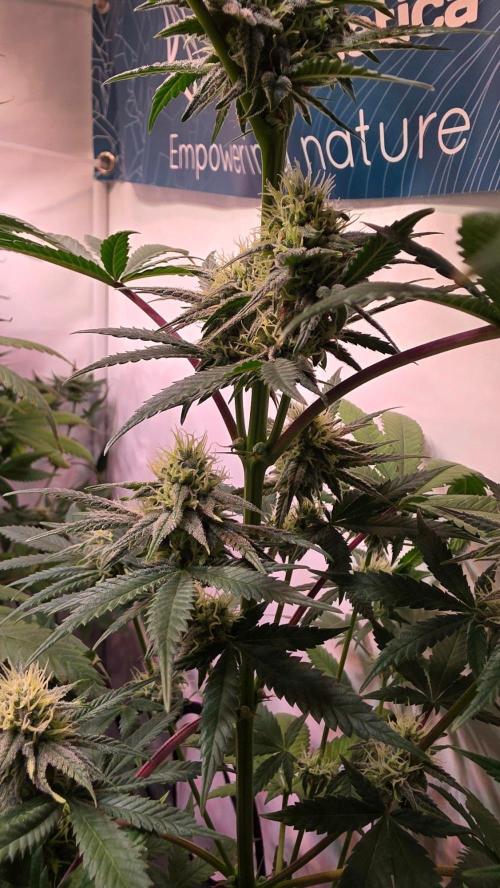 Purple Lemonade. Week 9