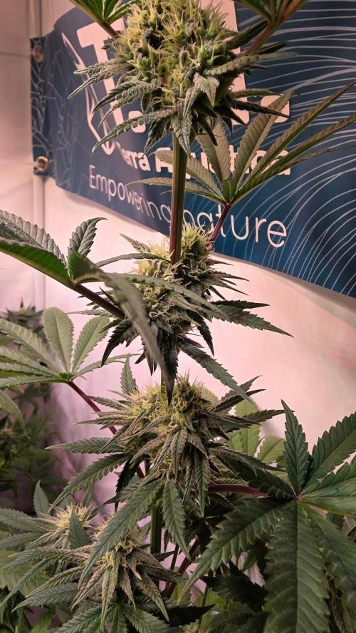 Purple Lemonade. Week 9