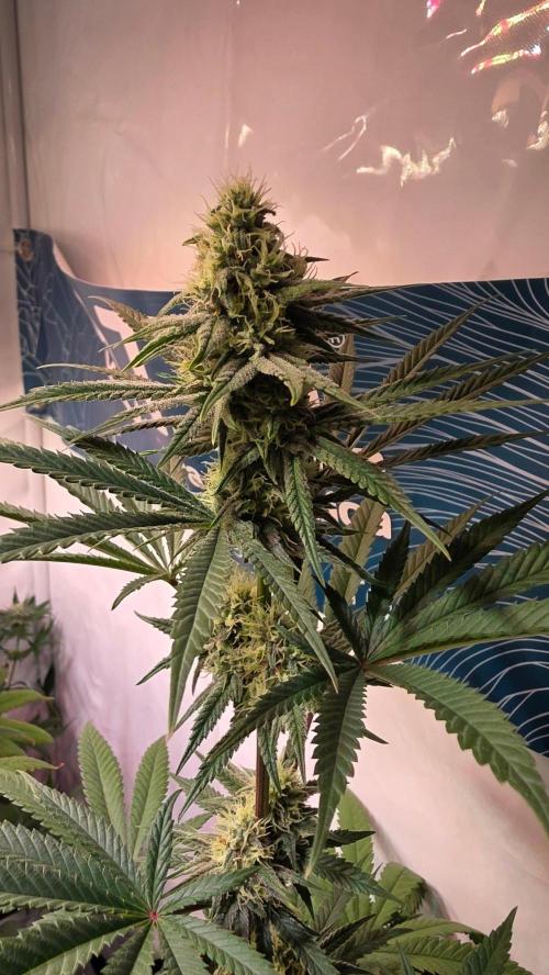 Purple Lemonade. Week 9