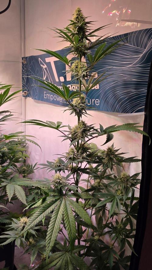 Purple Lemonade. Week 9