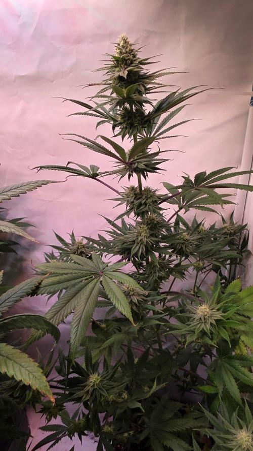 Black Cherry Punch. Week 9