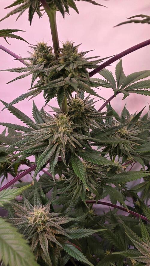 Black Cherry Punch. Week 9