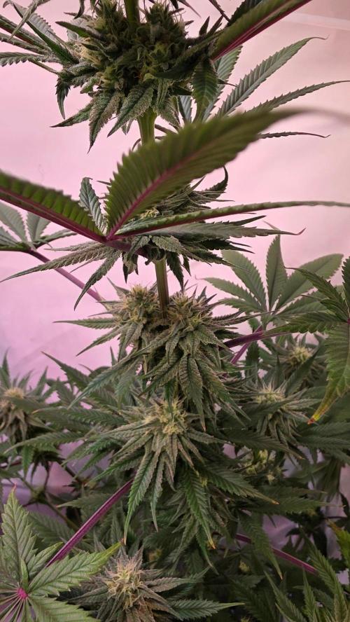 Black Cherry Punch. Week 9