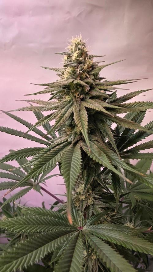 Black Cherry Punch. Week 9