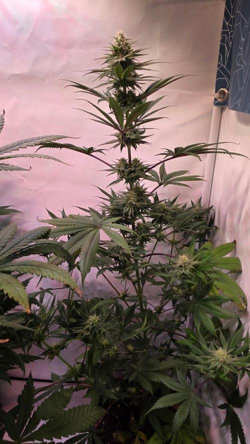 Black Cherry Punch. Week 9
