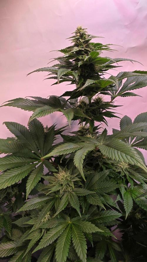 Dosimosa. Week 9