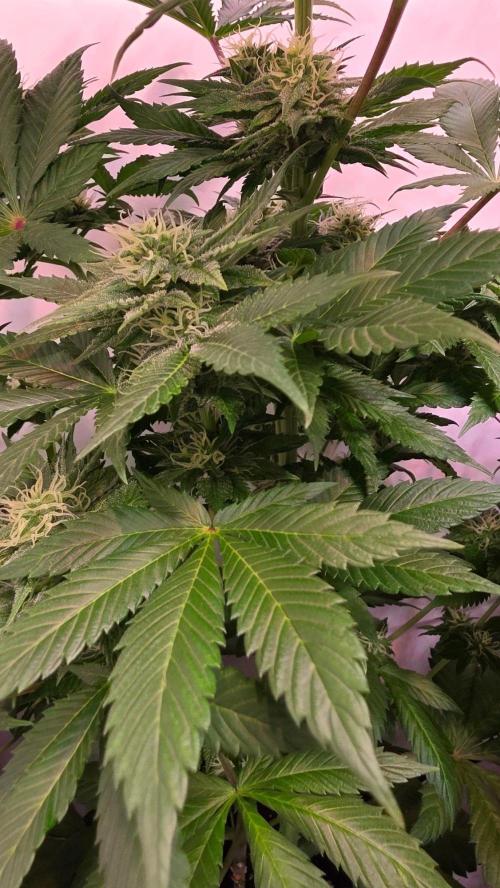 Dosimosa. Week 9
