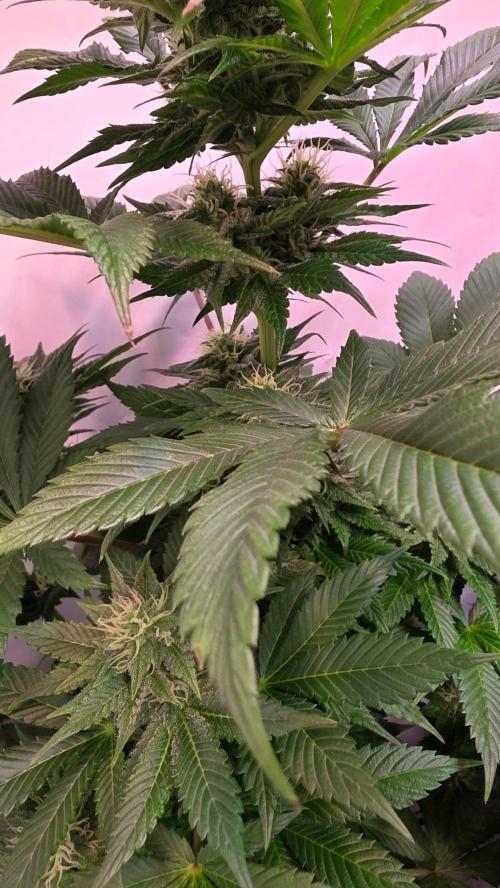 Dosimosa. Week 9