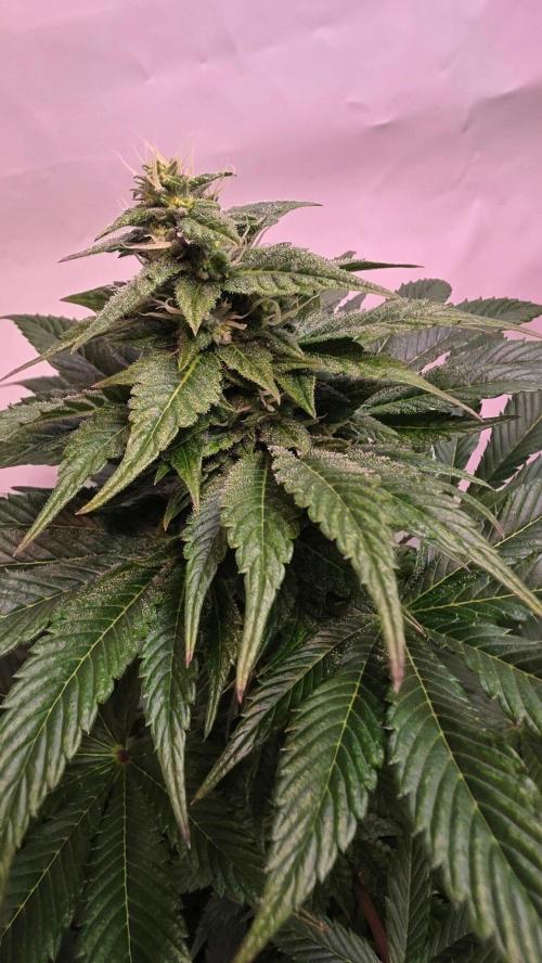 Dosimosa. Week 9