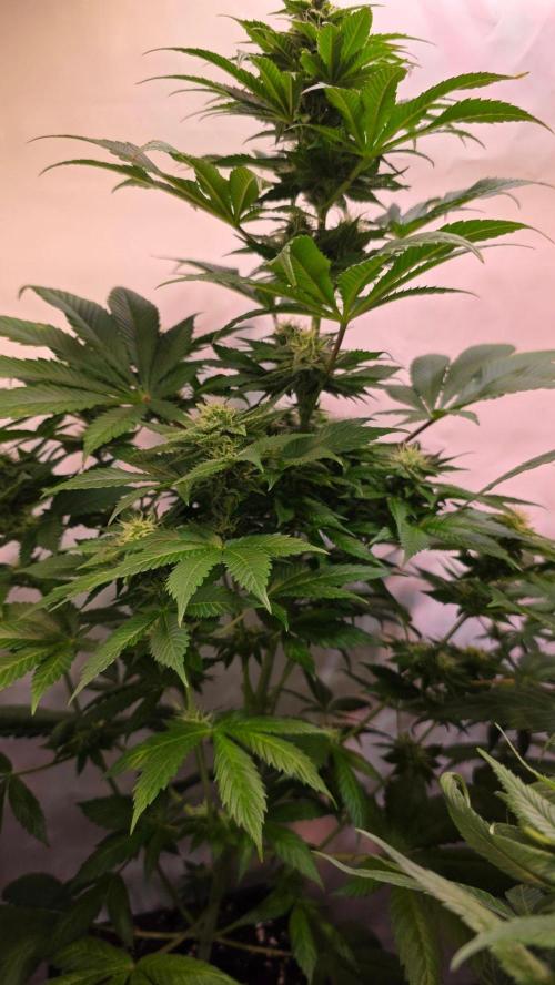 Dosimosa. Week 9