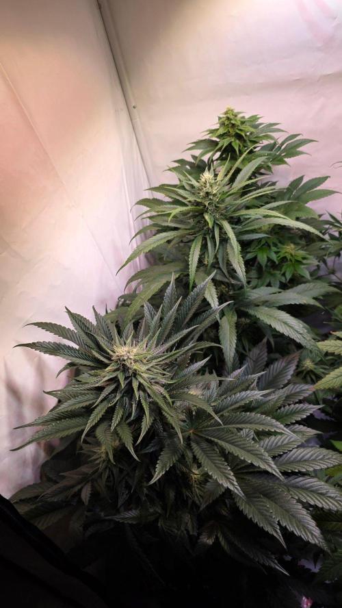 Papaya Jealousy. Week 9