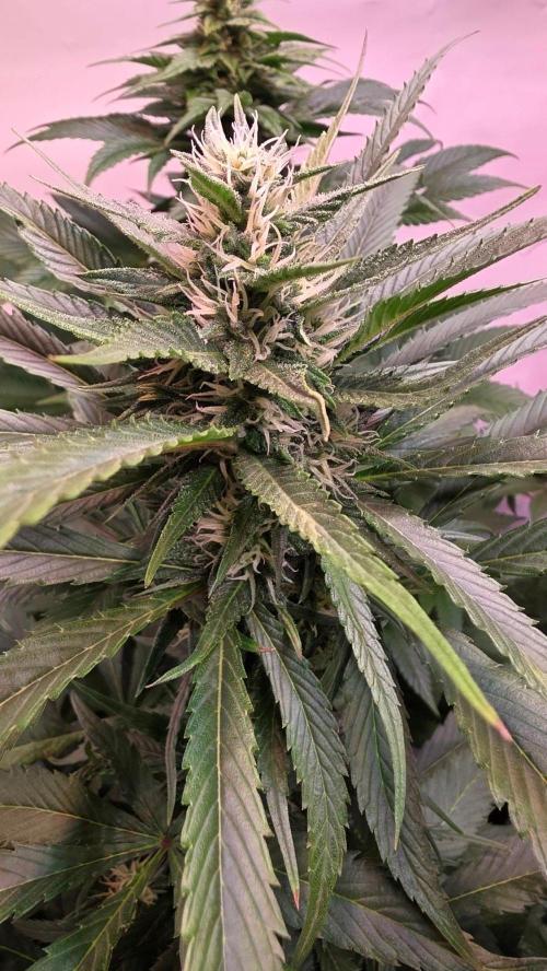 Papaya Jealousy. Week 9