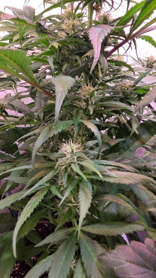 Papaya Jealousy. Week 9
