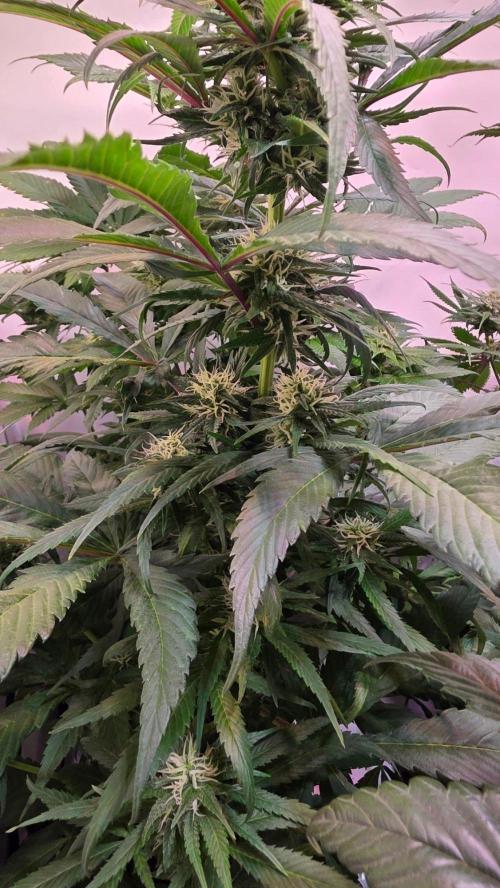 Papaya Jealousy. Week 9