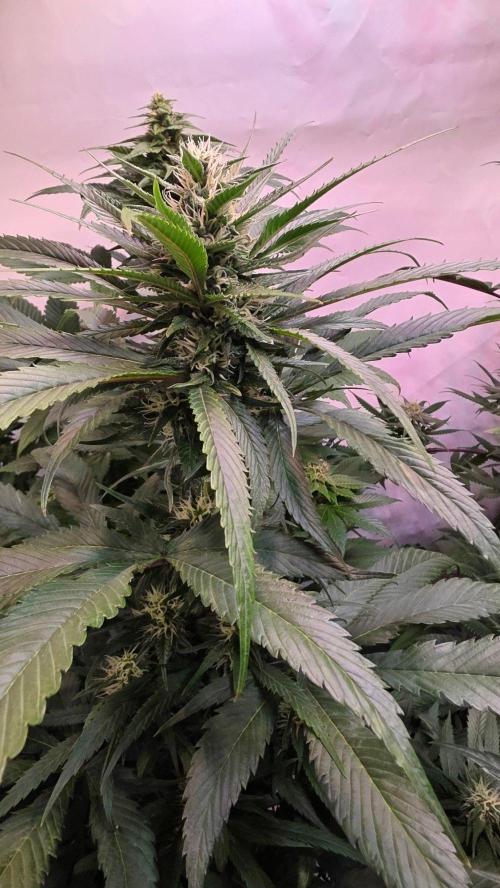 Papaya Jealousy. Week 9