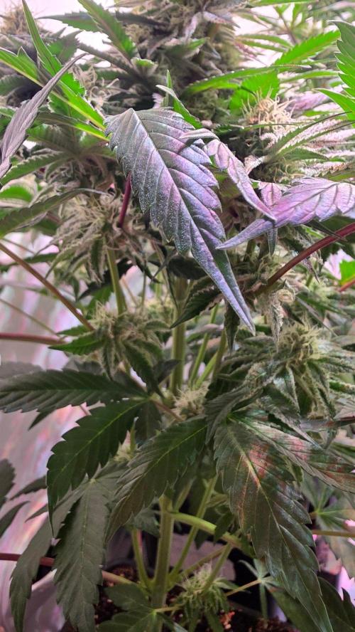 Sunset Peach. Week 9