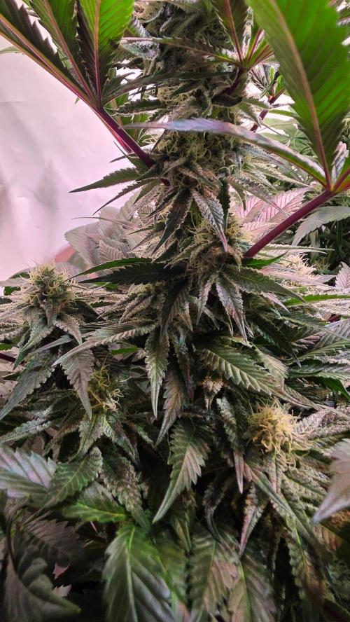 Sunset Peach. Week 9