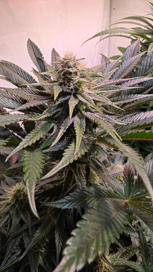 Sunset Peach. Week 9