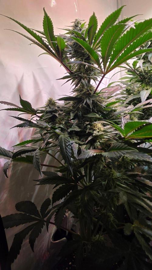 Sunset Peach. Week 9