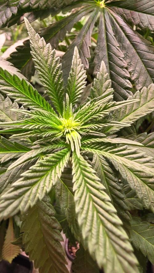Ztrawberry. Week 8