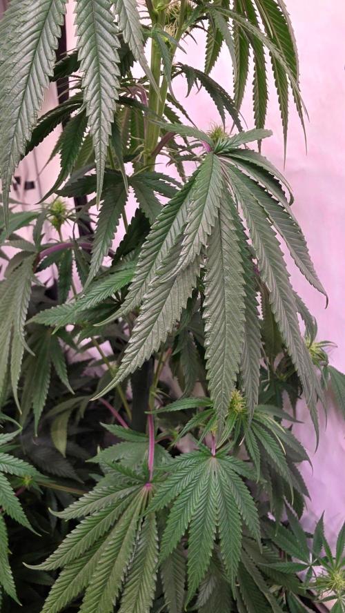 Honey Dipper. Week 8