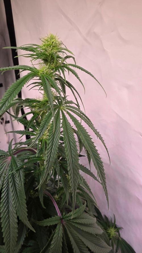 Honey Dipper. Week 8