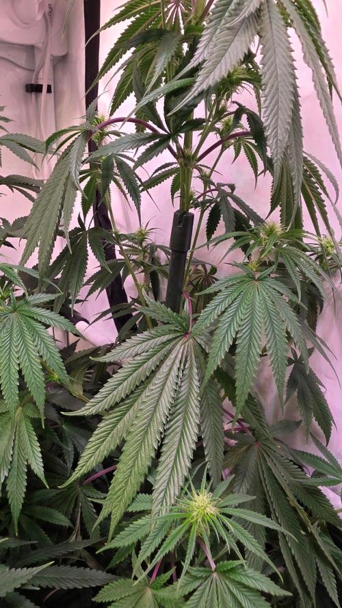Honey Dipper. Week 8