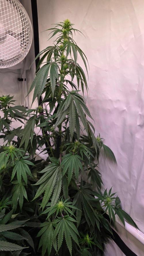 Honey Dipper. Week 8