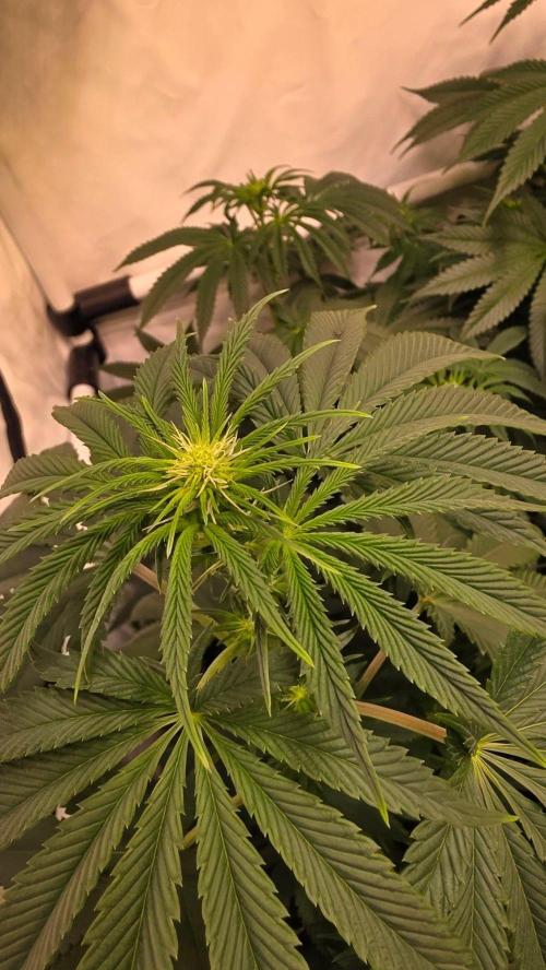 Chikita Manzana. Week 8