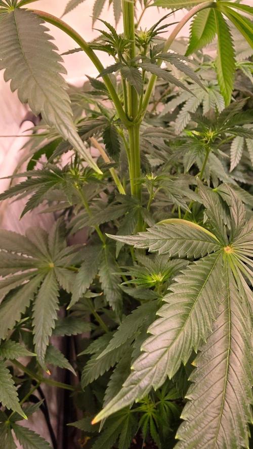 Chikita Manzana. Week 8