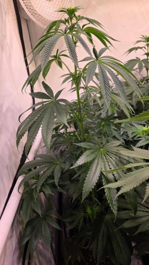 Chikita Manzana. Week 8