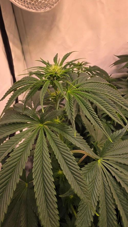 Chikita Manzana. Week 8