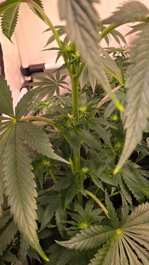 Chikita Manzana. Week 8