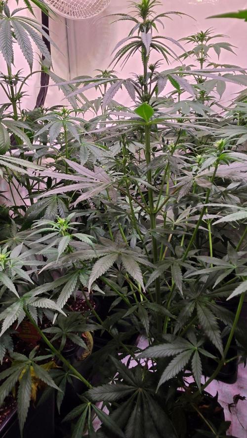 Clementine Slush. Week 8