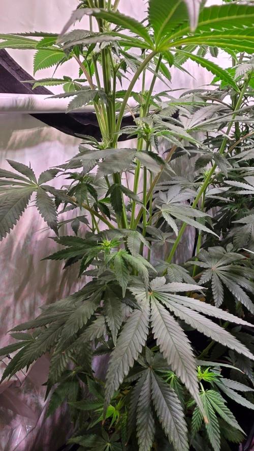 Mexican Sativa. Week 8