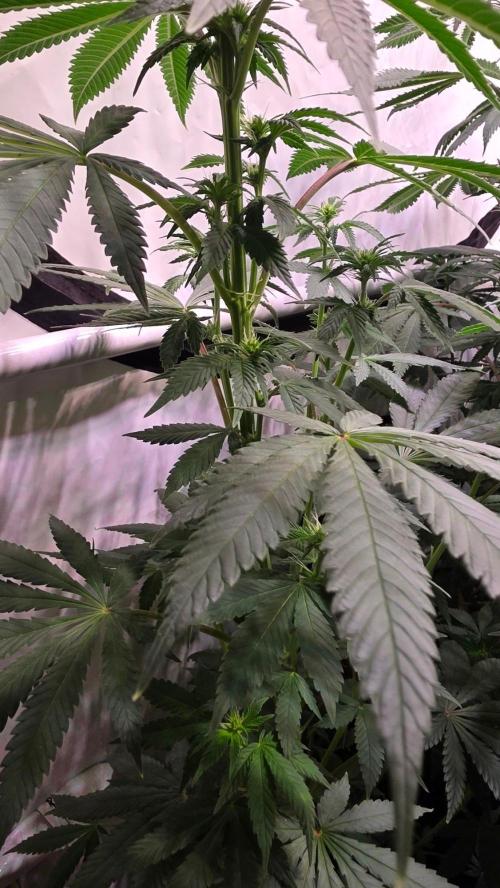 Mexican Sativa. Week 8