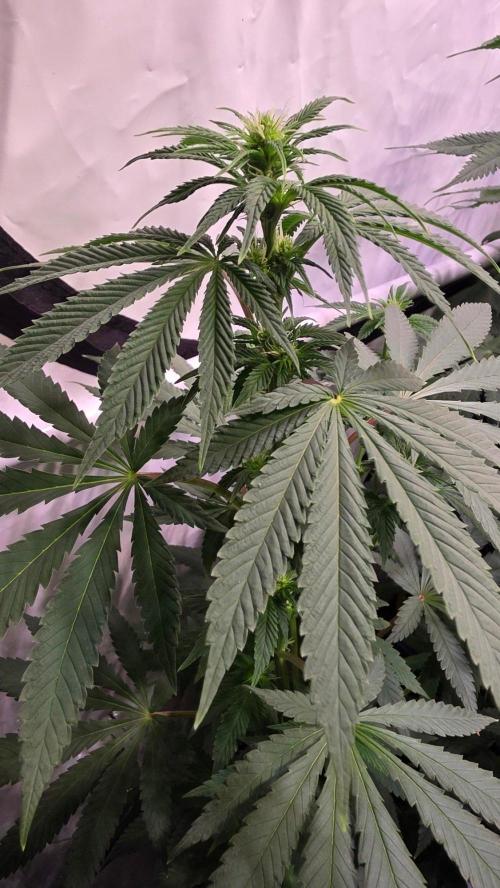 Mexican Sativa. Week 8