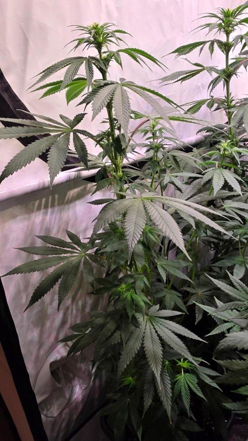 Mexican Sativa. Week 8