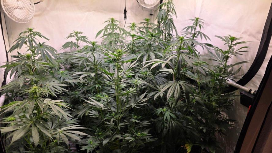 Isla mirage. Week 8