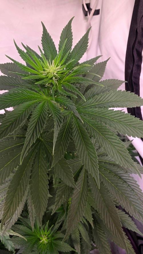 Isla mirage. Week 8