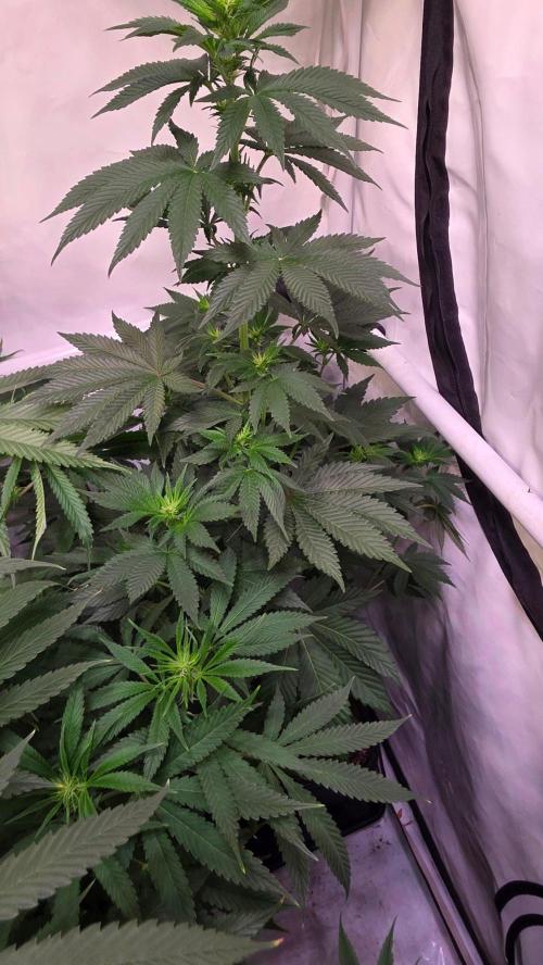 Isla mirage. Week 8