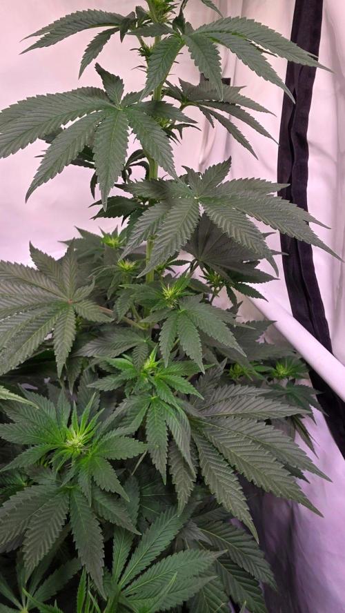 Isla mirage. Week 8