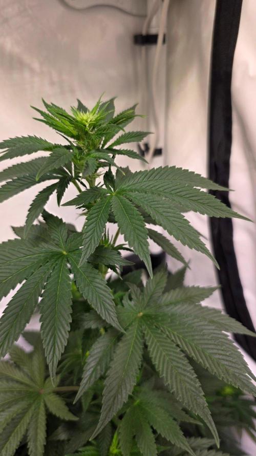 Isla mirage. Week 8