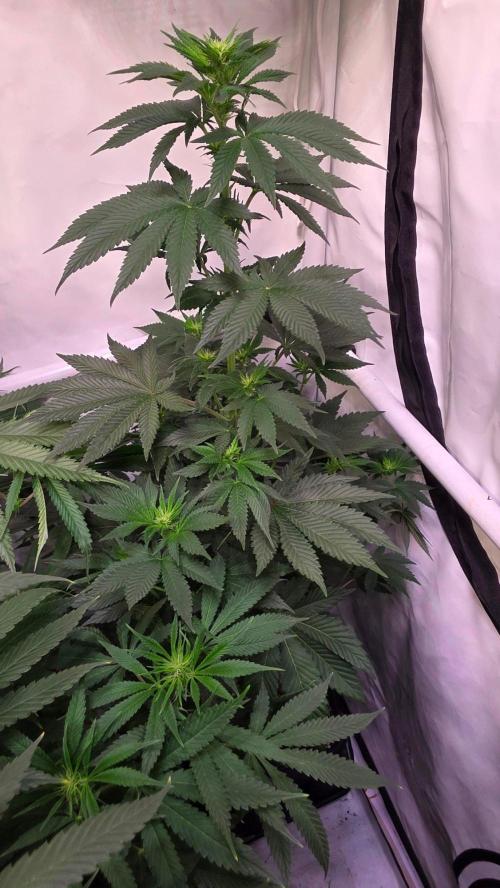 Isla mirage. Week 8
