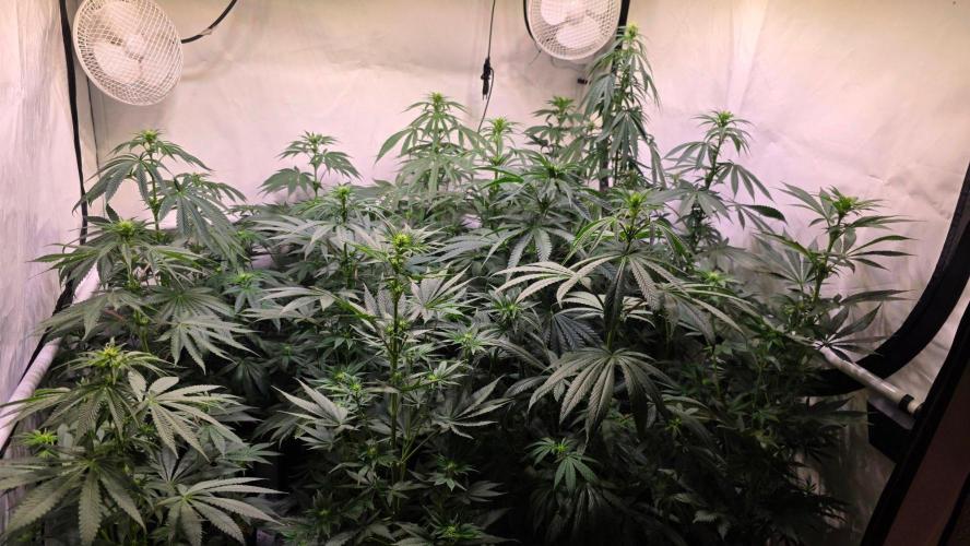 Banana Brawler. Week 8