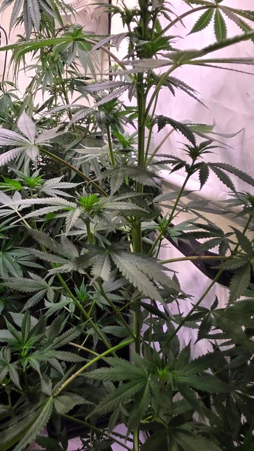 Banana Brawler. Week 8
