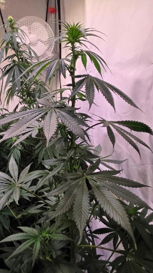 Banana Brawler. Week 8