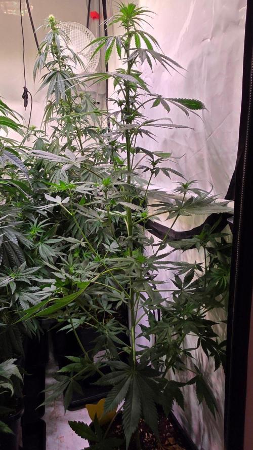 Banana Brawler. Week 8
